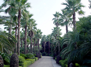 亚热带植物园 이미지